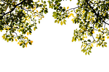 Isolated image of a branch with green leaves of a large tree with sunlight shining on a png file with a transparent background.