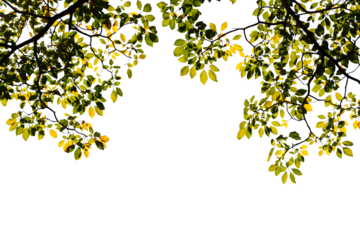 Isolated image of a branch with green leaves of a large tree with sunlight shining on a png file with a transparent background.
