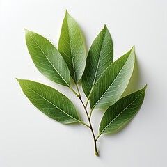 Willow green leaves white background Created with generative Ai