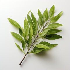 Willow green leaves white background Created with generative Ai