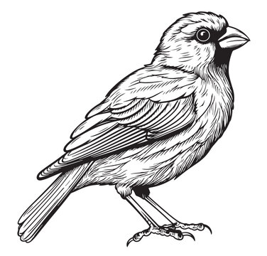 Black and white sketch of a canary bird sitting