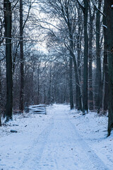 snow-covered road in the forest near Berlin in the winter