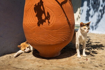 Cats on the street of beautiful city Chefchaouen, Morocco