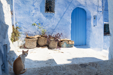 Cats on the street of beautiful city Chefchaouen, Morocco