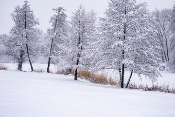 Snow-covered trees on a cloudy winter day.