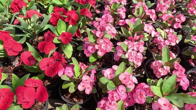 Blooming Euphorbia Milli Garden Display