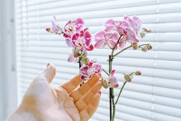Foto op Canvas caring for decorative orchid in flowerpot © larisikstefania