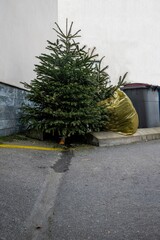 Abandoned Christmas trees in the street beside garbage bin after the holidays in the city. Environment and waste.