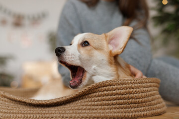 Portrait of adorable, happy smiling dog of the corgi breed. Girl playing with their favorite pet in the beautiful home.