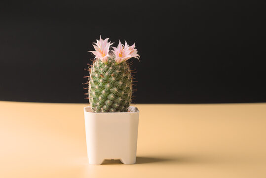 Cactus in a small pot on yellow table. This cactus is named Mammillaria Beneckei.