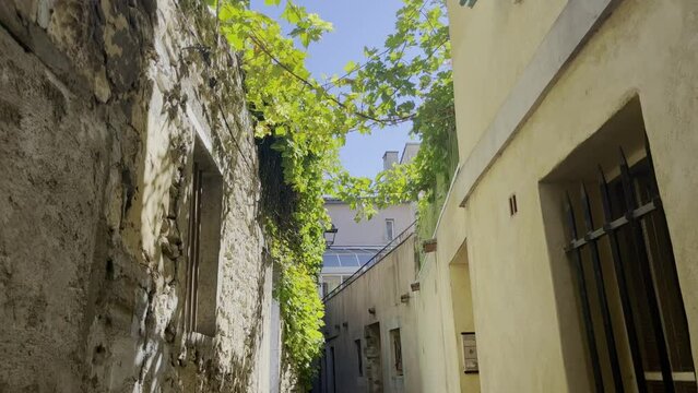 small street in France with vine plant in the sun stone houses small narrow alley, many front doors and windows