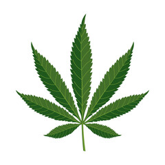 Cannabis leaf on a white background. Marijuana leaf. Illustration, vector