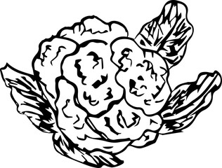 Hand drawn vegetable illustration on transparent background.
