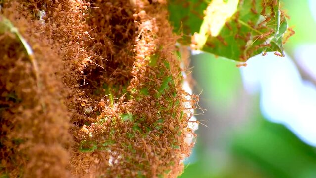 Ant action standing. Ant bridge unity team, Red ants (Fire ant) build their nests by joining forces to pull leaves together