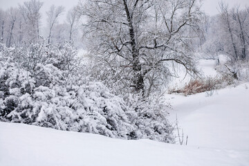 Snow-covered trees on a cloudy winter day.