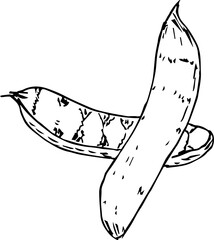 Hand drawn vegetable illustration on transparent background.
