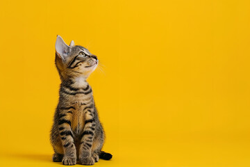A cute cat on yellow background, birthday card - obrazy, fototapety, plakaty