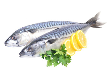 Fish mackerel isolated