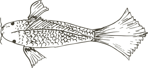 Hand drawn fish illustration on transparent background.
