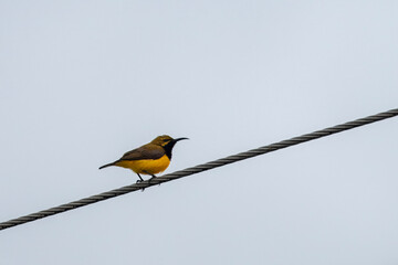 Sahul Sunbird (Cinnyris frenatus) observed in Waigeo in West Papua, Indonesia