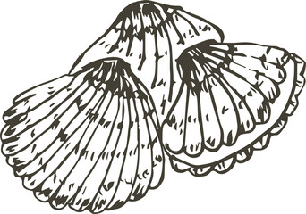 Hand drawn shell illustration on transparent background.
