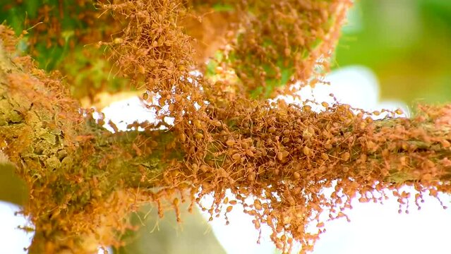 Ant action standing. Ant bridge unity team, Red ants (Fire ant) build their nests by joining forces to pull leaves together