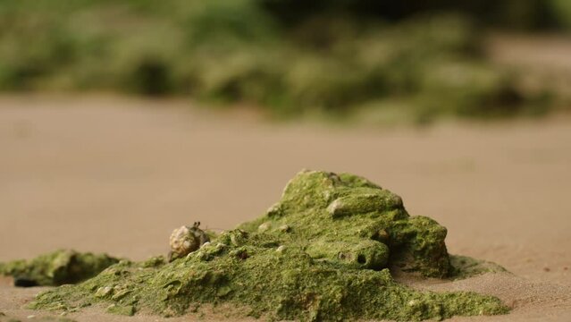 Hermit crab emerges, explores sandy beach tide pool. Crustacean scavenges, exhibits natural behavior in marine ecosystem. Ideal for edu, nature documentary , and wildlife stock footage.