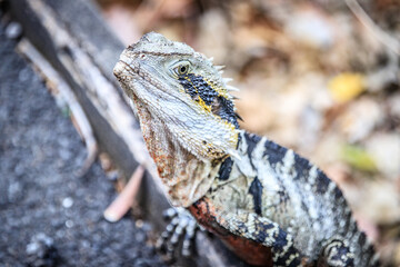 A Majestic Australian Water Dragon Basks in Natural Habitat