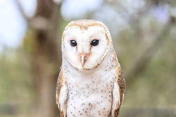 Majestic Owl in Nature, Face Obscured