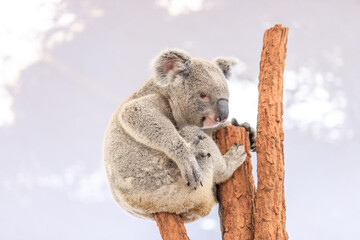A Koala’s Peaceful Moment Amidst Nature