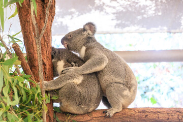 A Playful Moment Between Two Koalas