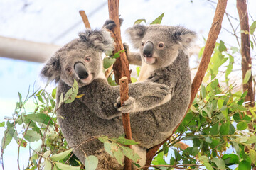Two Koalas Clinging to a Tree Branch Amidst Green Leaves