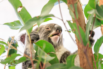 Koala relishing fresh eucalyptus leaves in the wild