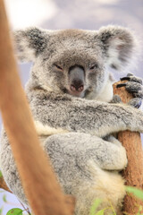 Koala relishing fresh eucalyptus leaves in the wild