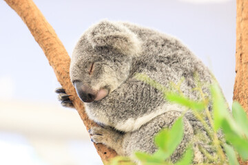 A Koala's Calm and Serene Moment in the Wild
