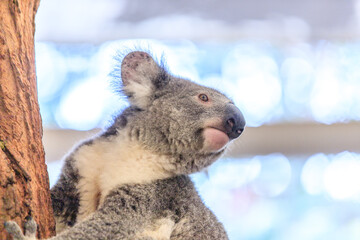 Koala relishing fresh eucalyptus leaves in the wild