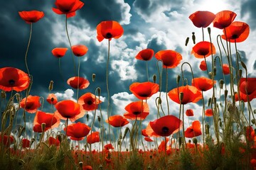 field of red poppies and sky