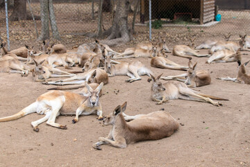 A Peaceful Gathering of Resting Kangaroos