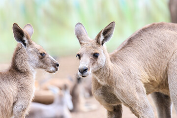 Kangaroos Gathering in a Peaceful Enclosure
