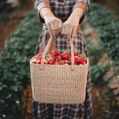 strawberries in a basket