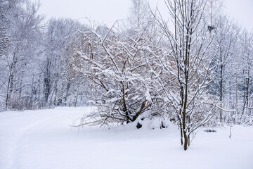Snow-covered trees on a cloudy winter day.
