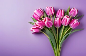 A bouquet of purple tulips, pink on a purple background. A place for the text. Postcard, banner on March 8th. View from above.