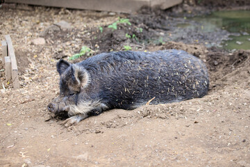 A Farm Pig’s Repose in the Comfort of its Bed
