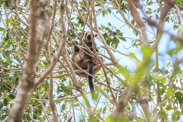 A Tree Kangaroo’s Hidden Retreat Amidst the Branches