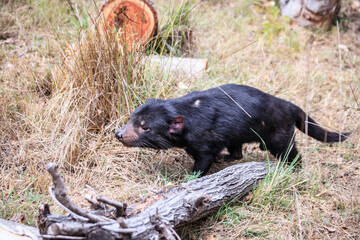 A Black Tasmanian Devil Roaming the Wild