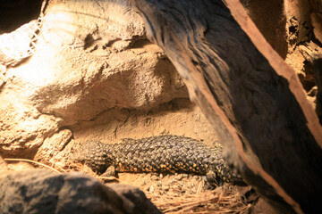 Obraz premium Basking Shingleback Lizard Amidst Rocky Terrain