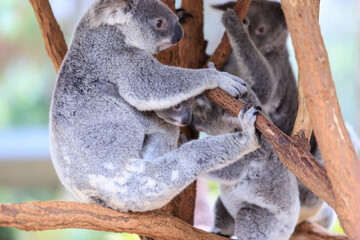 A Tender Moment: Mother Koala with Her Joey