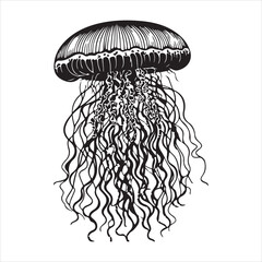 Fototapeta premium jellyfish illustration