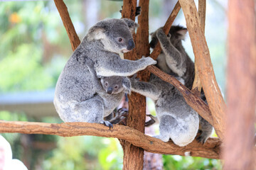 A Tender Moment: Mother Koala with Her Joey