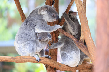 A Tender Moment: Mother Koala with Her Joey